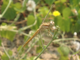 dragonfly