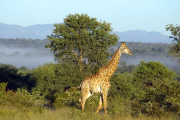 Gardinen giraffe am abend © Andreas Edelmann