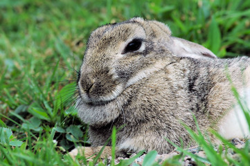 snowshoe hare 4