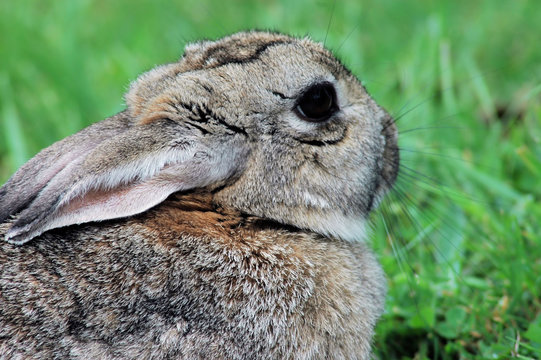 snowshoe hare 2