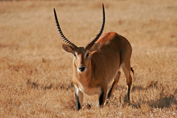 red lechwe antelope