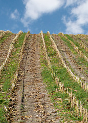 harvested corn rows