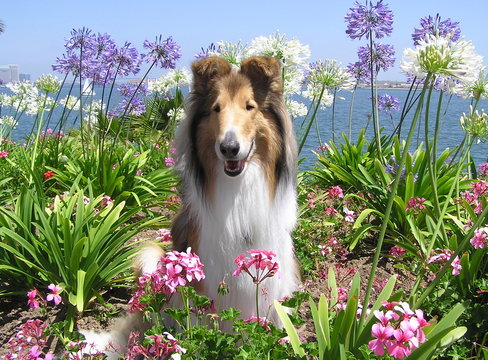 rough collie in flowers