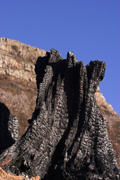 tree stump
