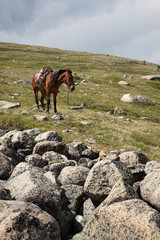 horse in sayan mountains