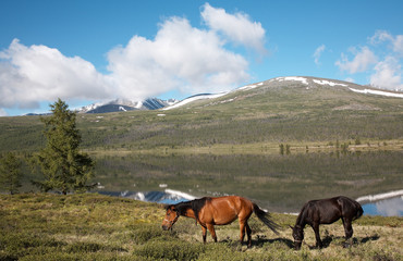 horses near mountain lake