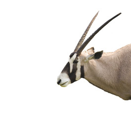 oryx