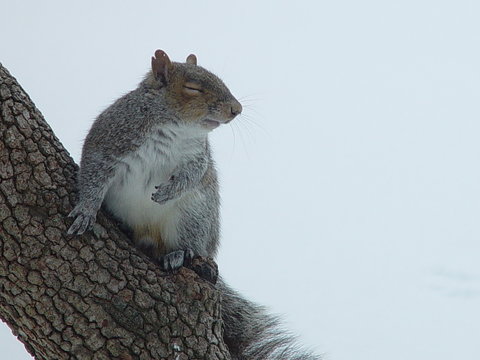 Sleeping Squirrel