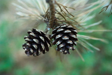 pine cones