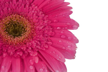 gerbera