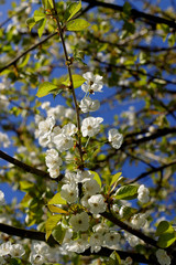 fleurs de merisier