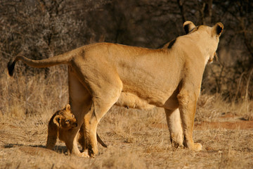 Obraz na płótnie Canvas lioness with cub