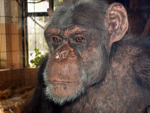 chimpanzee