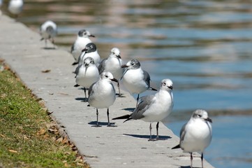 seagulls