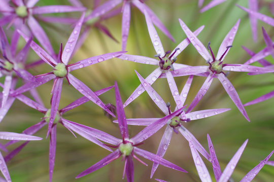 alium stars