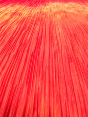 brilliant color background 7