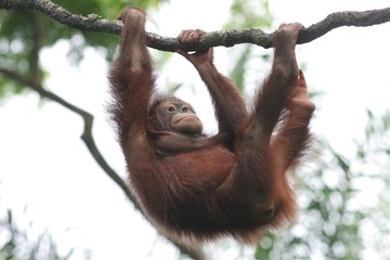 orang utan