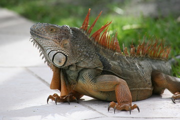giant iguana