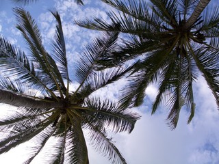 Fototapeta na wymiar two plams - deux palmiers