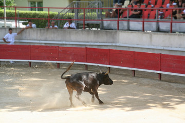 course de vache cocardière