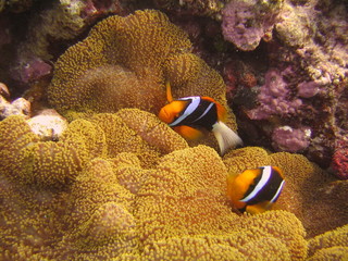 orangeflossen-anemonenfisch
