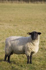 black faced sheep