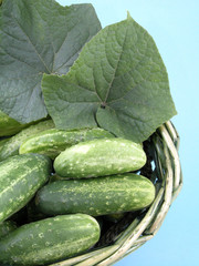cucumbers
