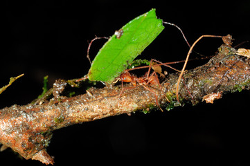 leaf cutter ant