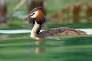 grèbe huppé great crested grebe