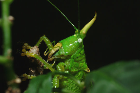 sauterelle costa rica