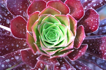 Foto auf Acrylglas Kaktus © Joanna Redesiuk