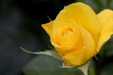 rose 'golden wedding'