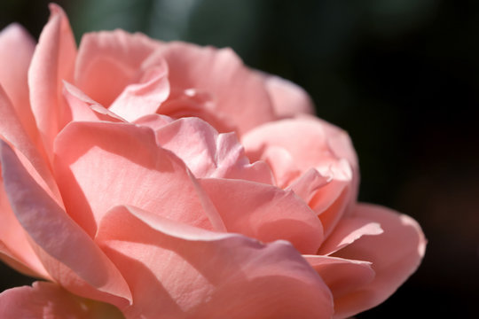 rose 'blessings'