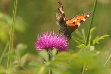 papillon © jean philippe NAPPEY