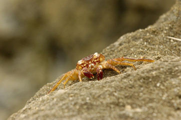 crab on a rock