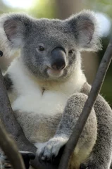 Photo sur Plexiglas Koala koala bear