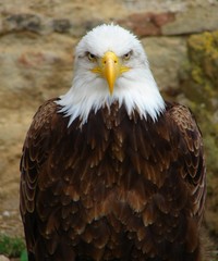 celui que l'on appel l'aigle américain