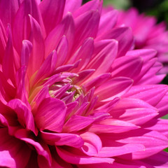 hot pink petals