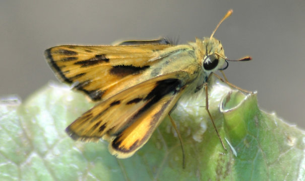 young monarch butterfly on a green leaf
