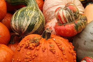 fall gourds