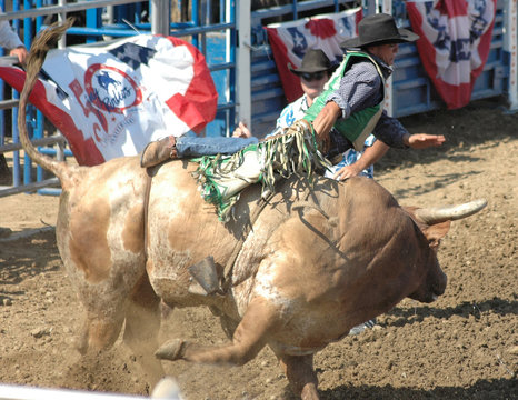 cowboy being thrown by bull