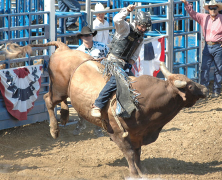 bucking bull & rider