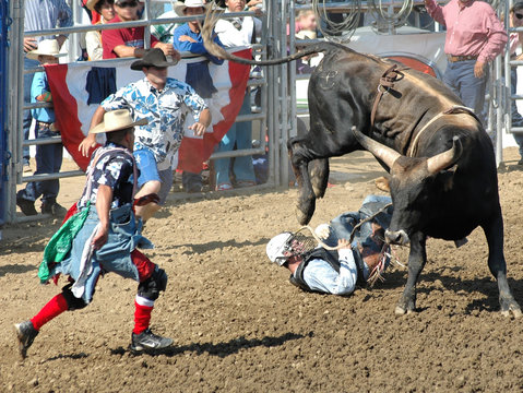 bull throwing a cowboy