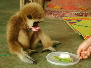 singe, thailande