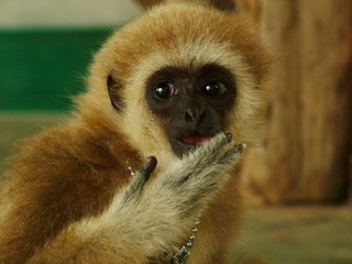 Obraz premium singe, thailande