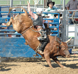 bucking bull & rider