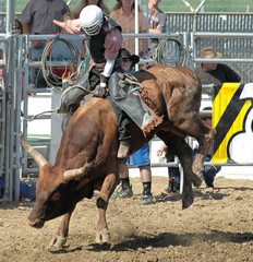 bull & cowboy rider