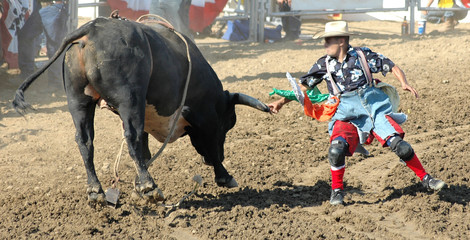 bull chasing rodeo clown