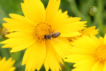 bee on yellow flower