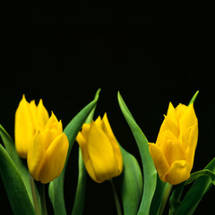 Naklejka premium tulips ii